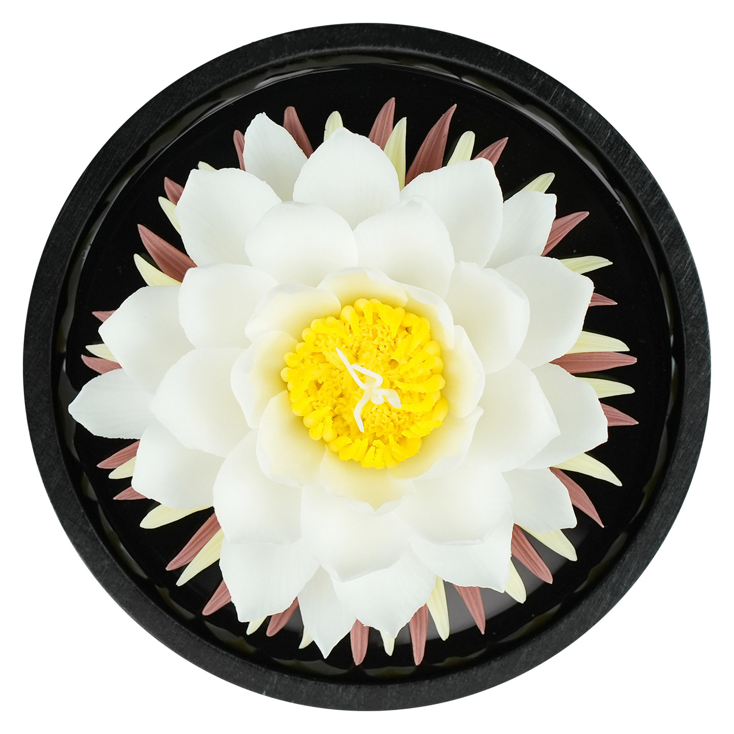 Water Lily - floracera