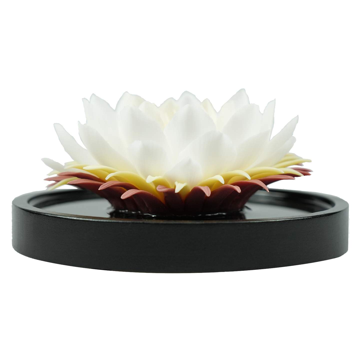 Water Lily - floracera