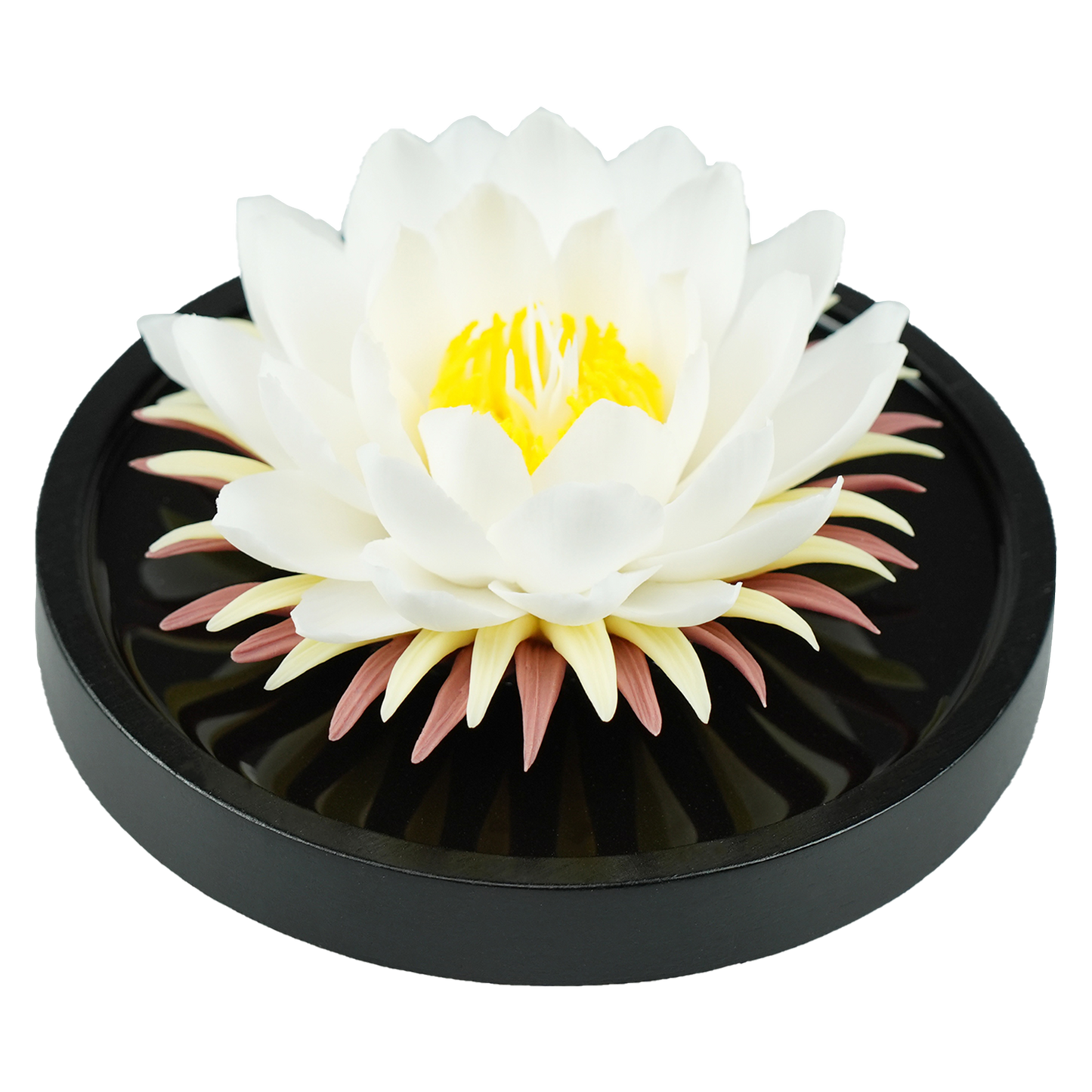 Water Lily - floracera