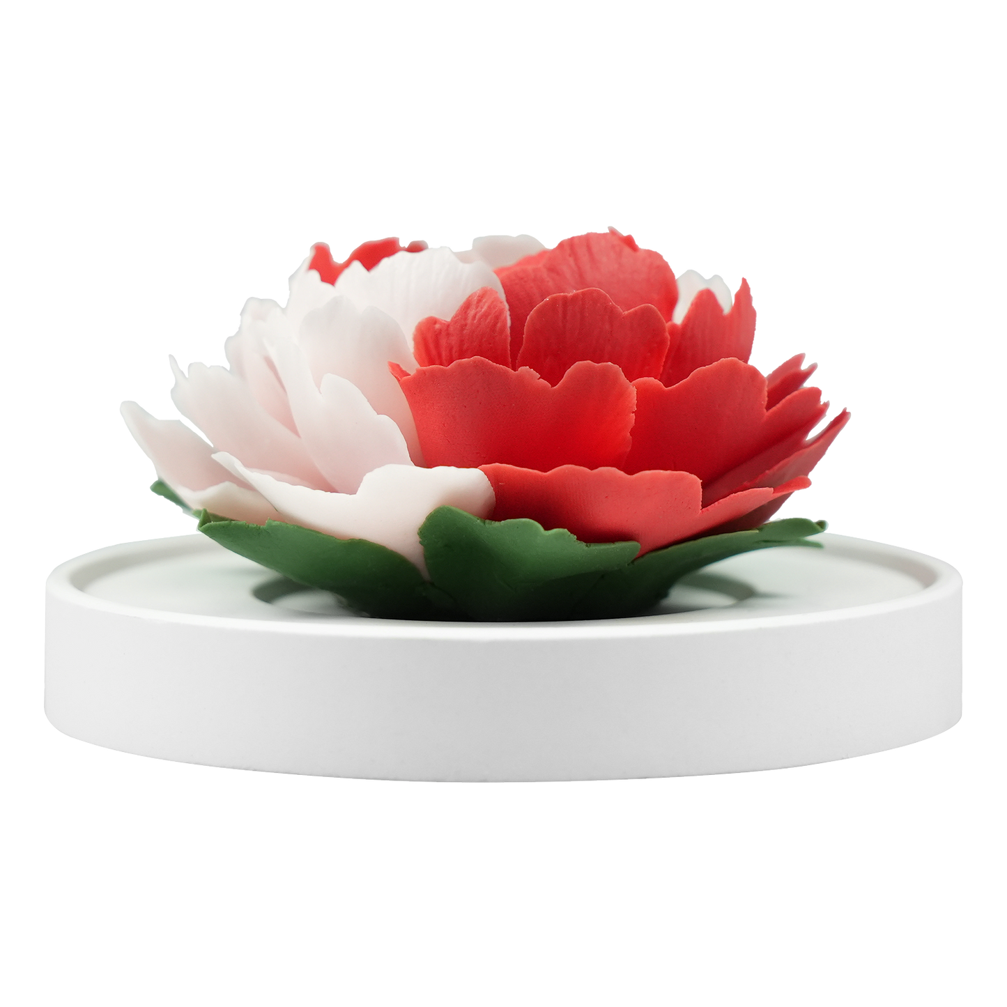 Color blocked peony - floracera