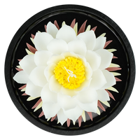 Luxury ceramic flower scent diffuser for home in white, water lily, displayed from above