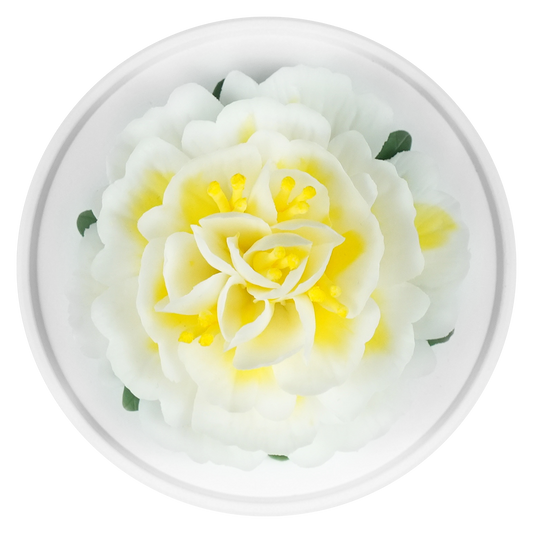 Yellow And White Peony - floracera