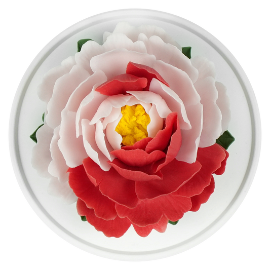 Color blocked peony - floracera