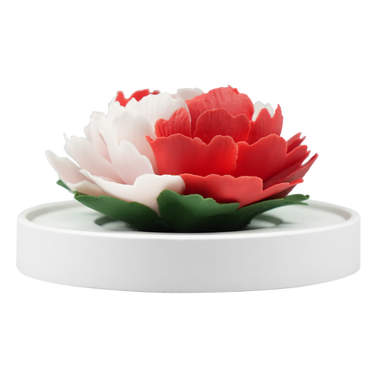 Color blocked peony - floracera