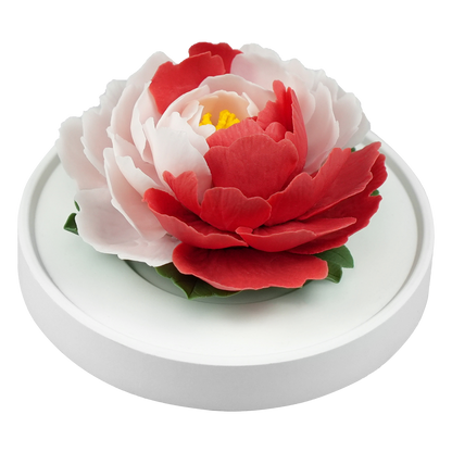 Color blocked peony - floracera