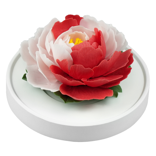 Color blocked peony - floracera