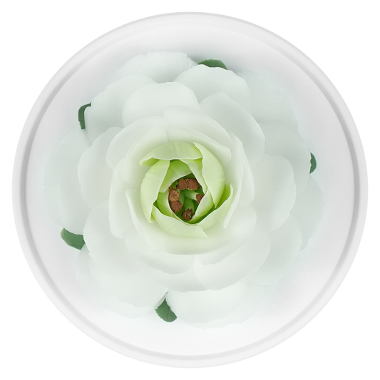 White Camellia - floracera